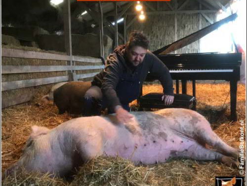 Mike Boddé over zijn varkensconcert