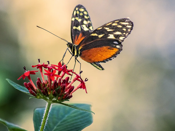 Wat is het nut en het resultaat van de vlinder-tuin telling?