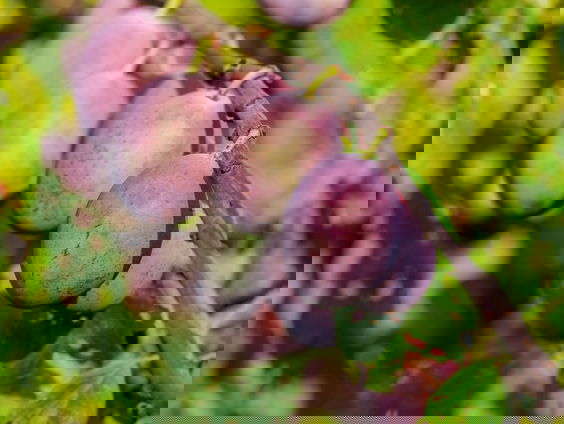 Marinus brengt de pruim terug op de fruitschaal