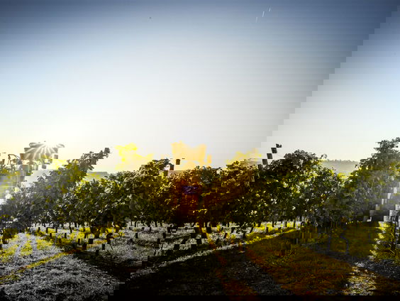 De beste wijn komt uit Argentinië, Frankrijk en... Almere!