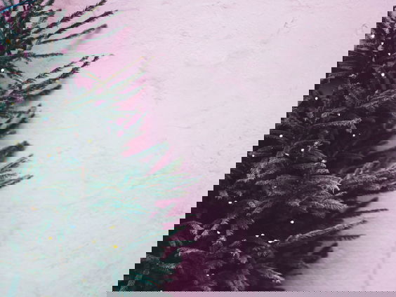 Mariël: 'Met de kerstboom drive-thru willen we iets leuks organiseren voor Rotterdammers'