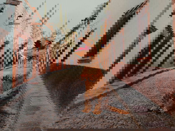 Youri (20): 'Met mijn dino pak wil ik mensen laten lachen'