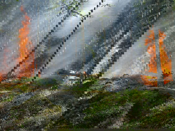 Nilgun helpt de slachtoffers van de bosbranden in Turkije!