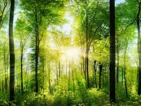 Klimaat iets links? Dit is het extreemrechtse ‘ecofascisme’