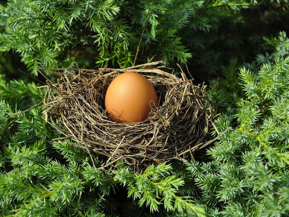 Alwyn broedt eendenei uit met eigen lichaam