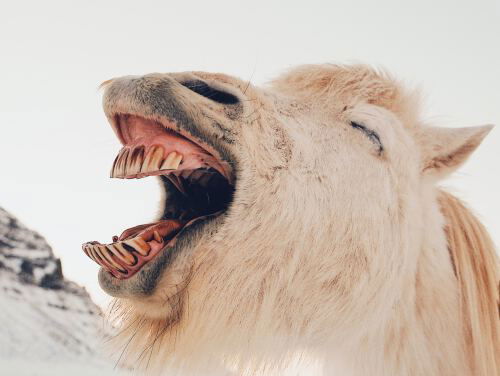 Welke uit de hand gelopen grap heb jij wel eens uitgehaald?