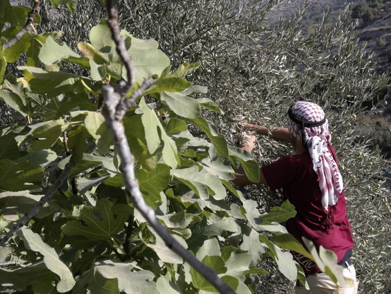 Stichting Plant een Olijfboom: "Met deze bomen kunnen Palestijnen hun land beschermen tegen onteigening"