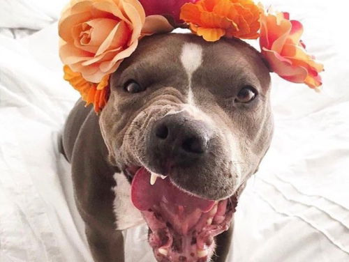 Een hond nemen zorgt ervoor dat je langer leeft