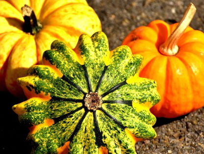 Wow! Heb jij ooit een pompoen van 226 kilo gezien?