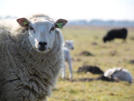 Het offerfeest: nieuwe regels bij het slachten