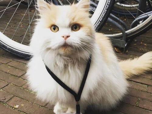 Kat Doerak is officieel erkent als student!