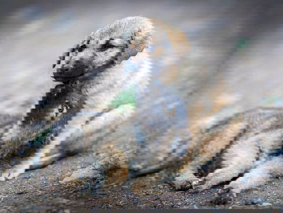 House of Animals wil dat Marktplaats stopt met advertenties van broodfokhandelaren