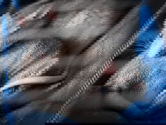 Let op! Ratten nemen over