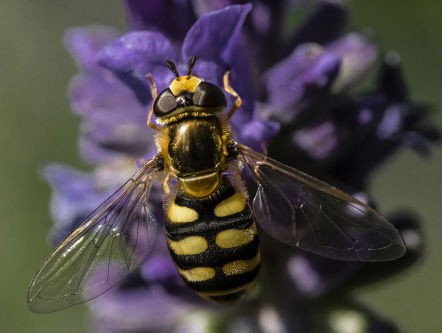 Dit kun je het beste doen tegen insecten!