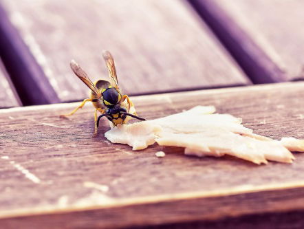 Hoe komt het dat er meer wespen zijn deze zomer?