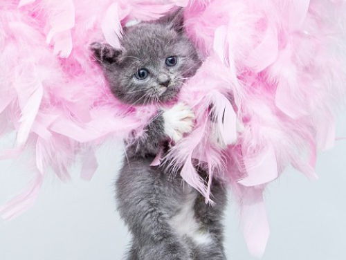 The Vulva Galery: poesjes in alle soorten en maten