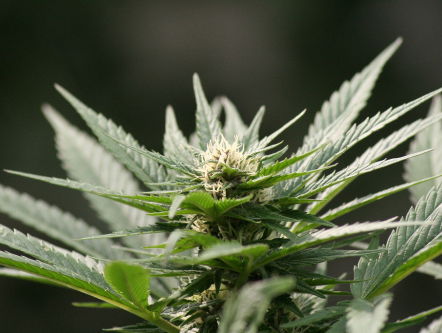 Hoe test de politie dat je stoned achter het stuur zit?