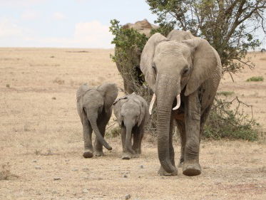 Waarom vermoorden dieren soms hun eigen jonkies?