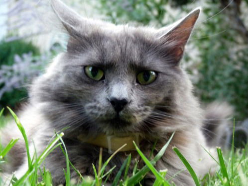 Een Catolet: precies wat je denkt dat het is!