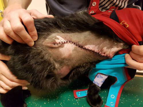 Luna de kat zwaargewond door vuurwerk!