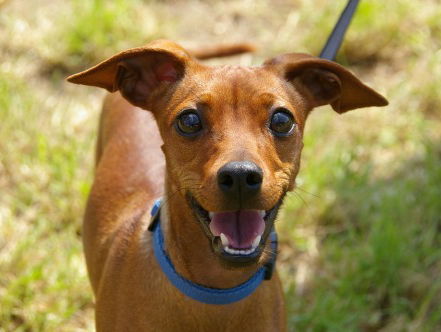 De dinsdagdip: 'hondenuitlaatservice met hondenweer'