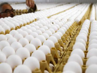 Dit moet je weten over de giftige eieren!