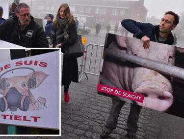 WTF: Varkensslachthuis Tielt weer open!