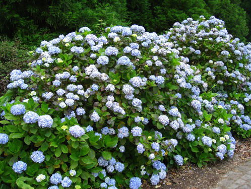 Niet zo'n goed idee: High worden van hortensia's!