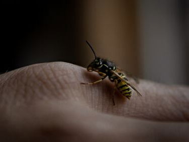 Hoe overleef jij een wespenplaag?