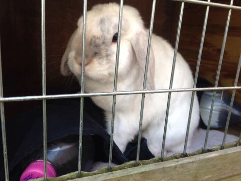 Huiskonijnen zijn doodongelukkig