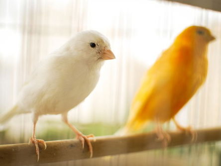 Je kanarie of je leven!