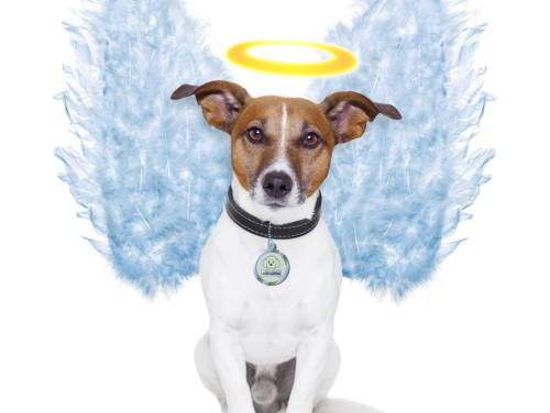 Waarom is er een taboe rondom rouwen om je huisdier?