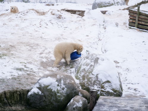 Sneeuw? Niemand heeft tijd voor dat.. Maar ijsberen wel!