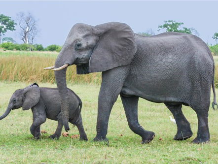 Geeke heeft deze zomer een bijzondere bijbaan als Olifantenprofessor