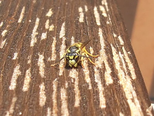 Wat doe je als wespen je belagen?