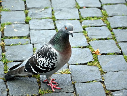 Kavita over haar fobie: "Duiven zijn de ratten van de lucht"