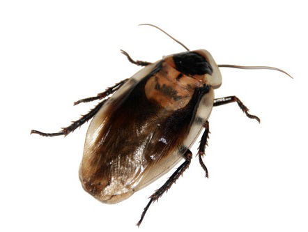 Steeds meer kakkerlakken in Nederland!