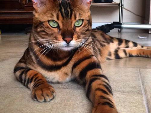 Kat "Thor de Bengaal" gaat he-le-maal viral!