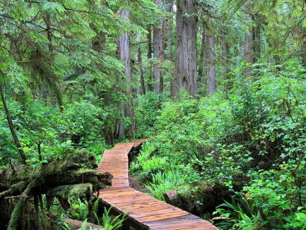 Student Peter koopt een regenwoud om de wereld te redden