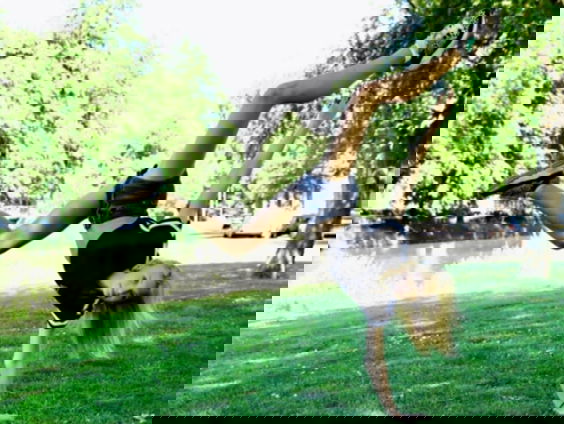 Noa (16) is de jongste wereldkampioen freerunnen ooit!