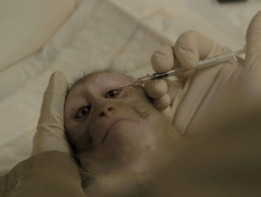 Protest tegen experimenten apencentrum Rijswijk