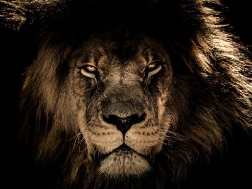 Ziek? Denk als een dier!