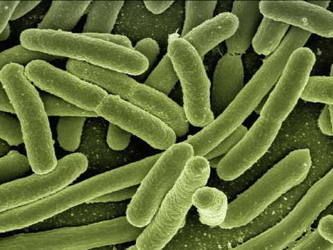 Het stikt van de bacteriën in Nederlandse vakantiehuisjes