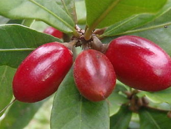 Morad en Shay Will Try Miracle Berry's