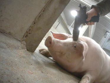 Undercover beelden van varkens die vreselijk worden mishandeld in een slachthuis!