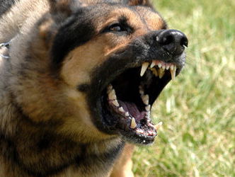 Moet het fokken van vechthonden stoppen?