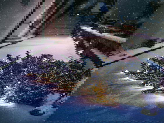 Frank van Beter Boompje: "We gooien 2,5 miljoen bomen jaarlijks weg."