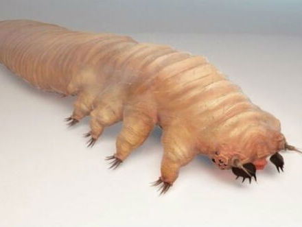 Dit beestje heeft s'nachts seks op je gezicht..