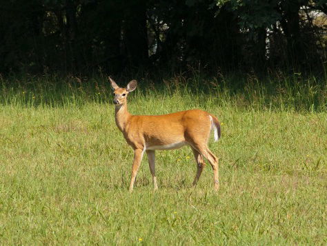MOUAD LOUCOS LEGT ONS UIT WAT ''HUTS'' BETEKENT, A NIFFAUW