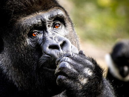 In hoeverre lijkt de gorilla op de mens?
